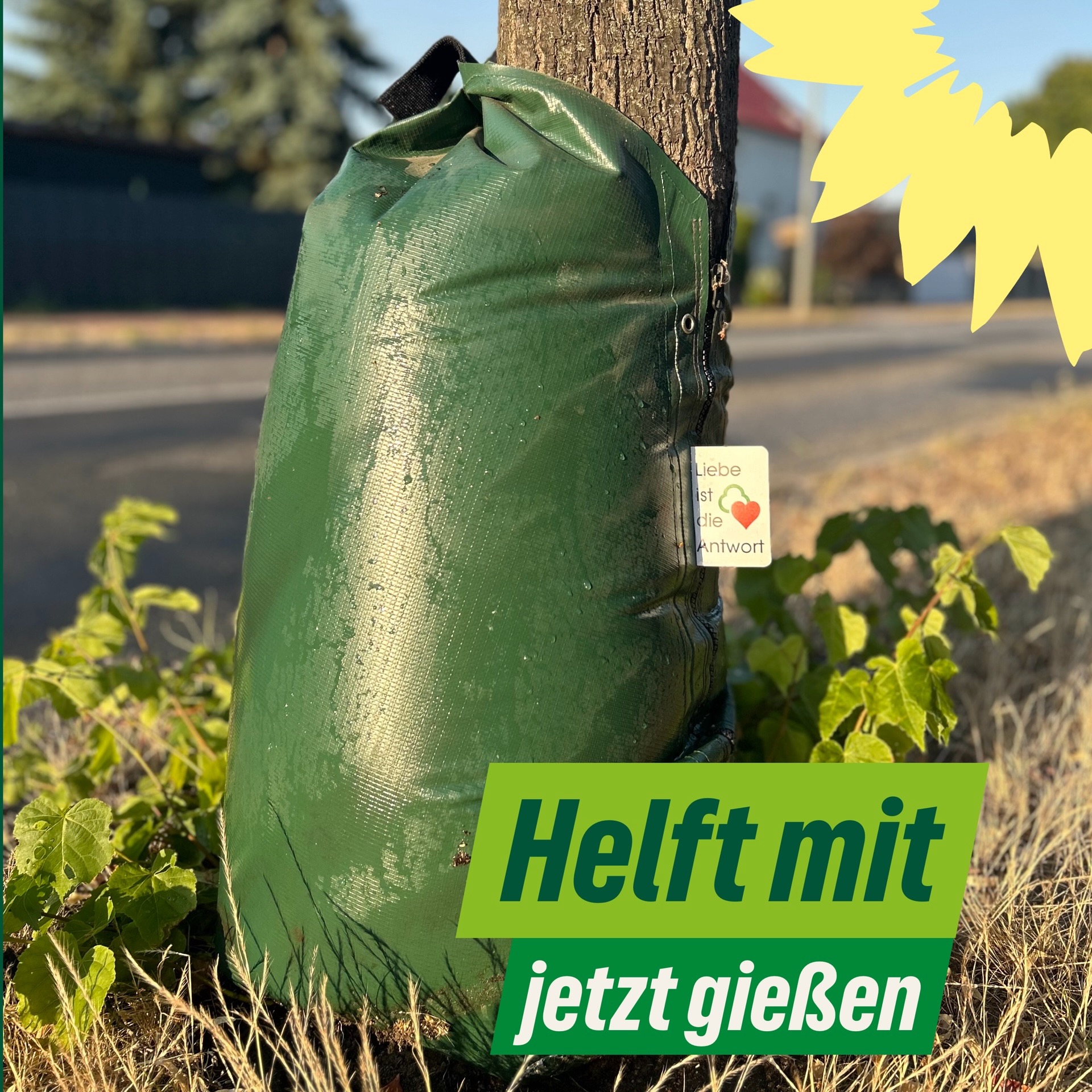 Straßenbäume brauchen unsere Hilfe – Jetzt gießen!